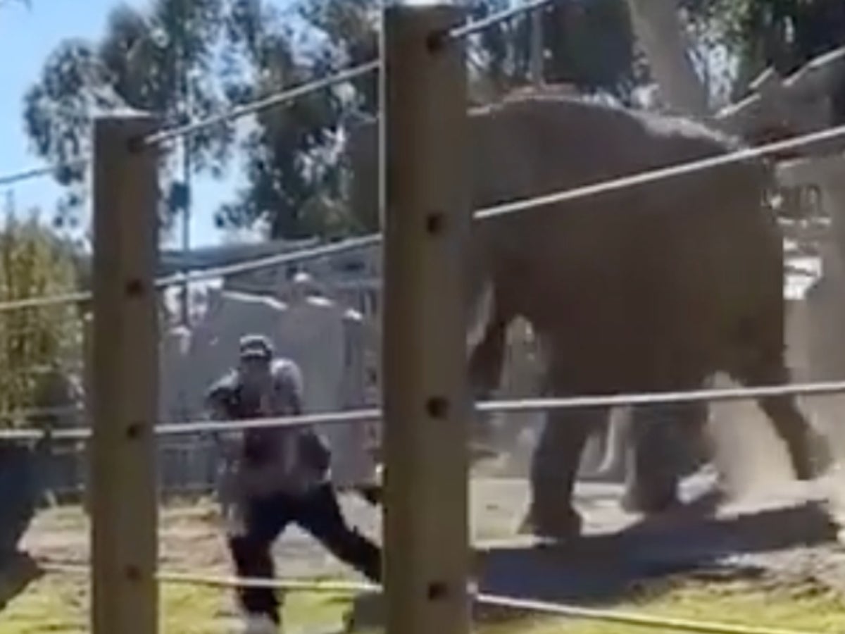 Father sentenced to probation for taking toddler inside San Diego elephant enclosure in scary video