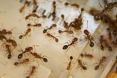 There are about 20000 trillion ants on Earth, new study estimates