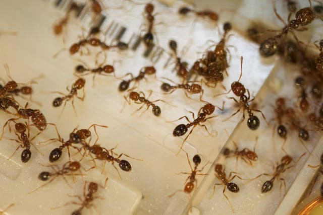 <p>Workers of the red fire ant Solenopsis invicta </p>