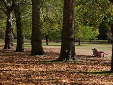 Climate crisis threatens survival of 1,000 urban tree species