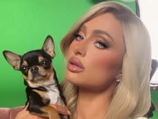 Paris Hilton says she feels ‘desperate’ after dog goes missing 