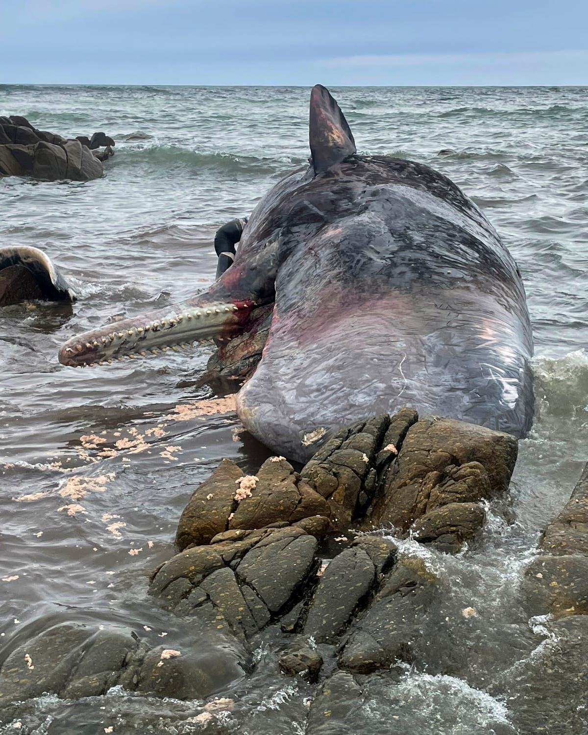 14 dead sperm whales found beached on Australian island 14 dead sperm whales found beached on Australian island