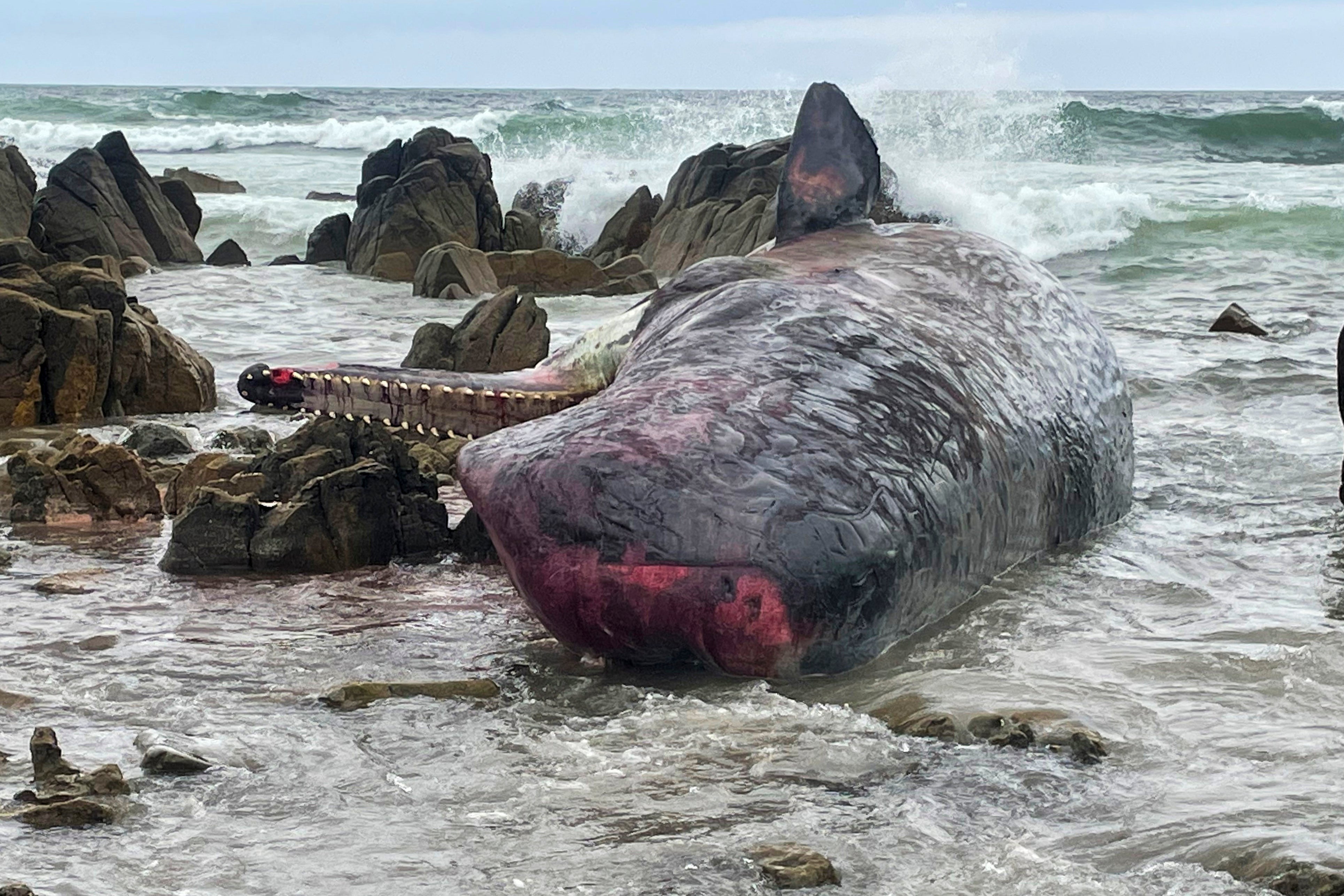 Australia Dead Whales