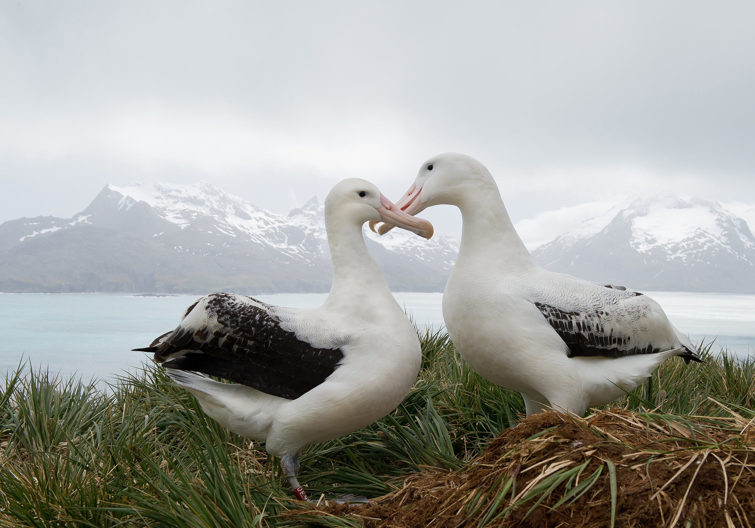 <p>Wandering albatrosses are known to mate for life</p>