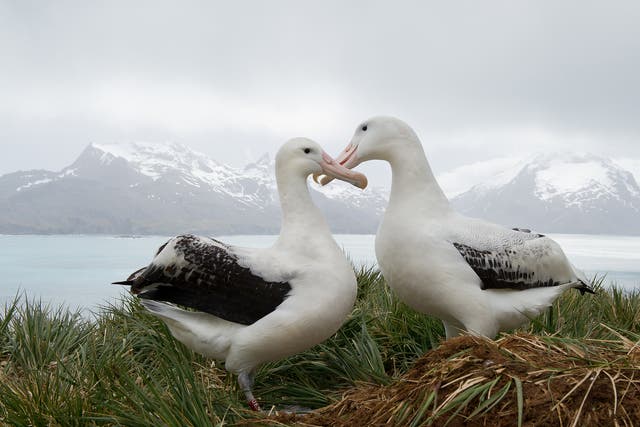 <p>Wandering albatrosses are known to mate for life</p>
