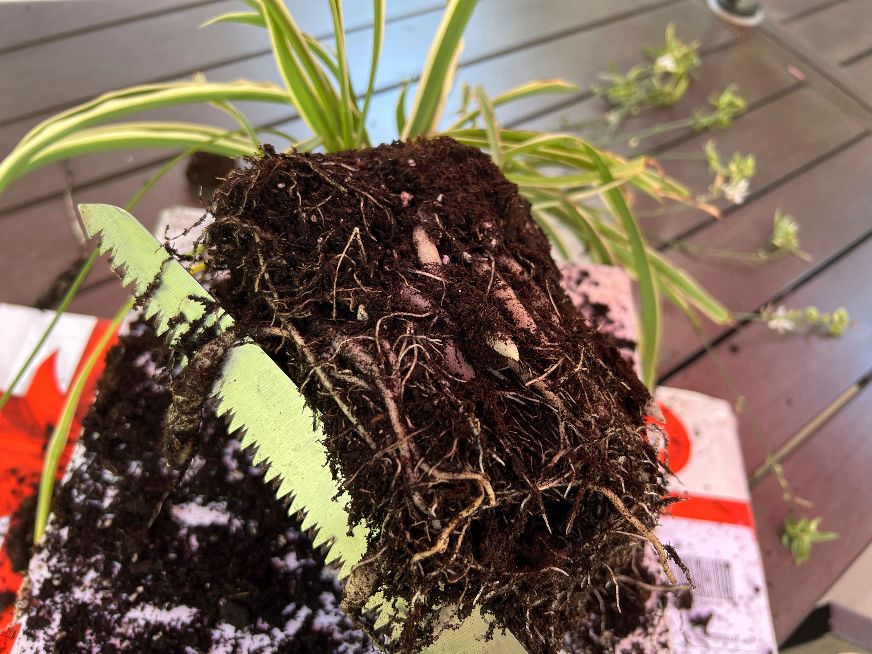 Gardening Fall Houseplants