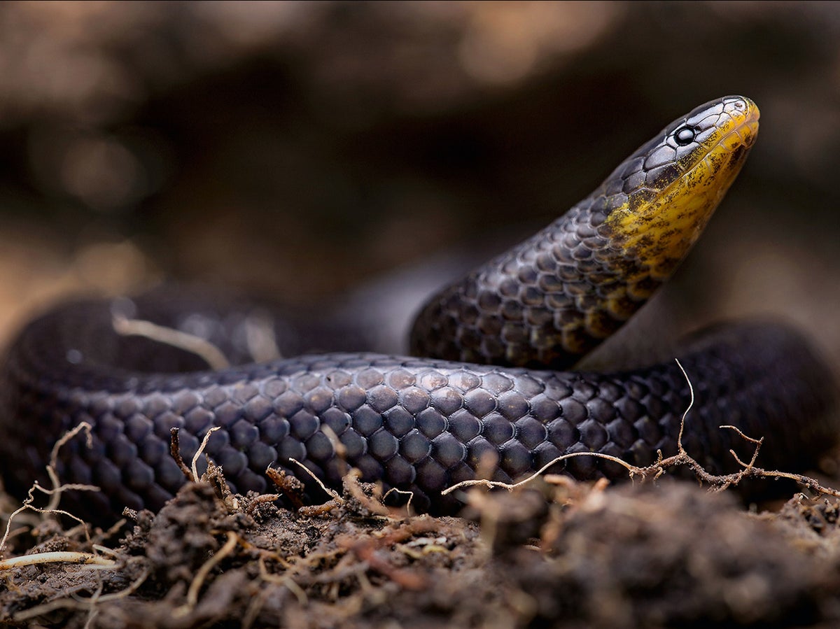Three new species of ‘archaic’ snake found under graves in Ecuador