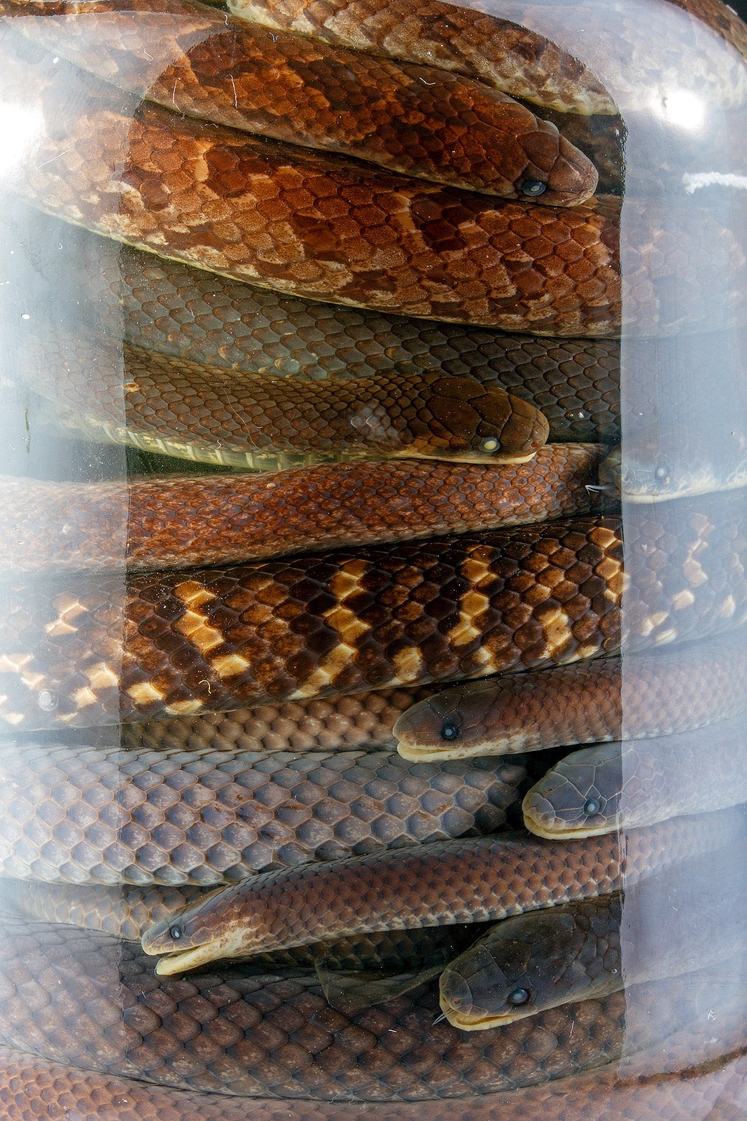 A jar full of Atractus snakes collected by Diego Piñán