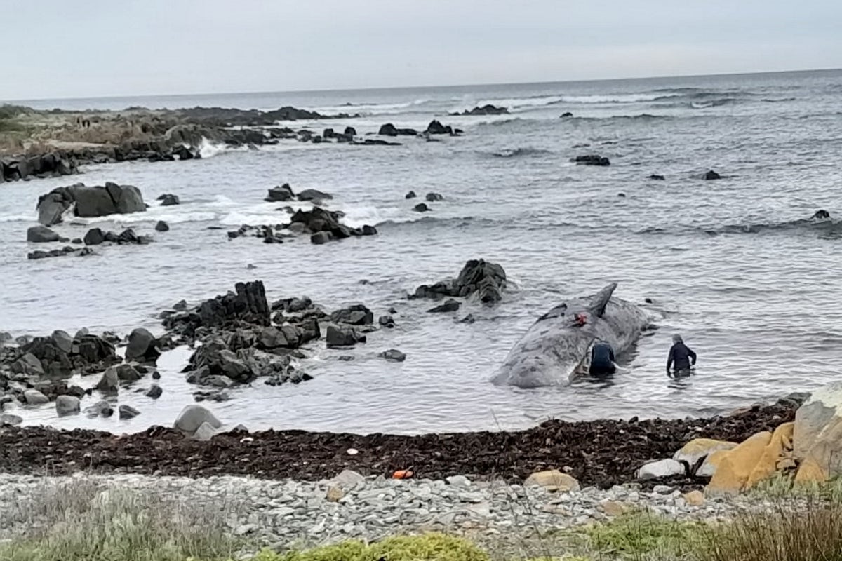 More than a dozen sperm whales found beached