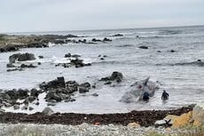 More than a dozen sperm whales found beached