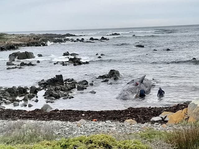 <p>The ‘bachelor pod’ of juvenile whales was found on King Island</p>
