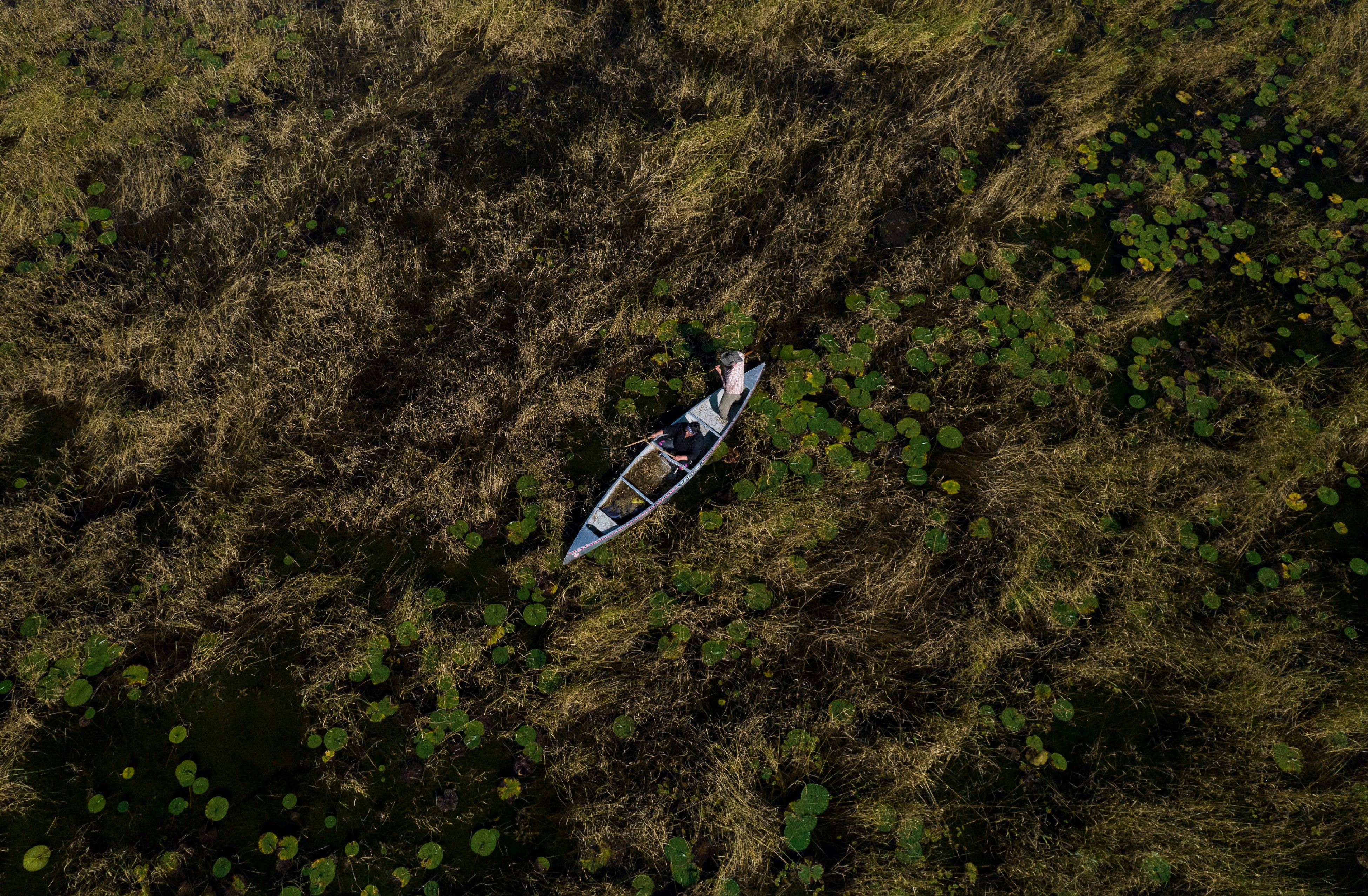 Native Americans Wild Rice Harvest