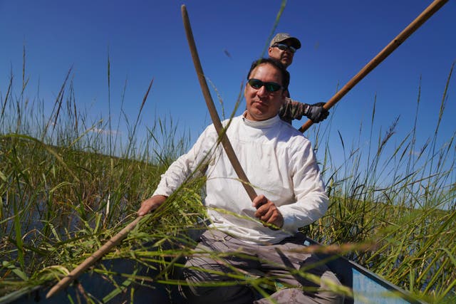 Native Americans Wild Rice Harvest