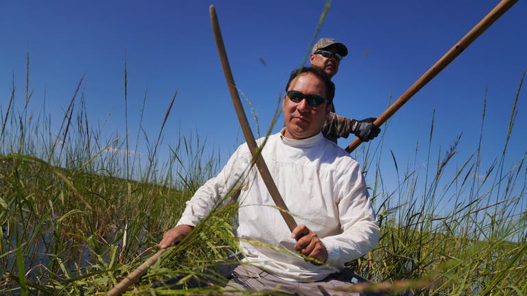 Minnesota Ojibwe harvest sacred, climate-imperiled wild rice | The ...