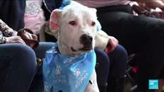 Mexican dogs graduate ‘rescue school’ prepped to save owners in event of earthquake