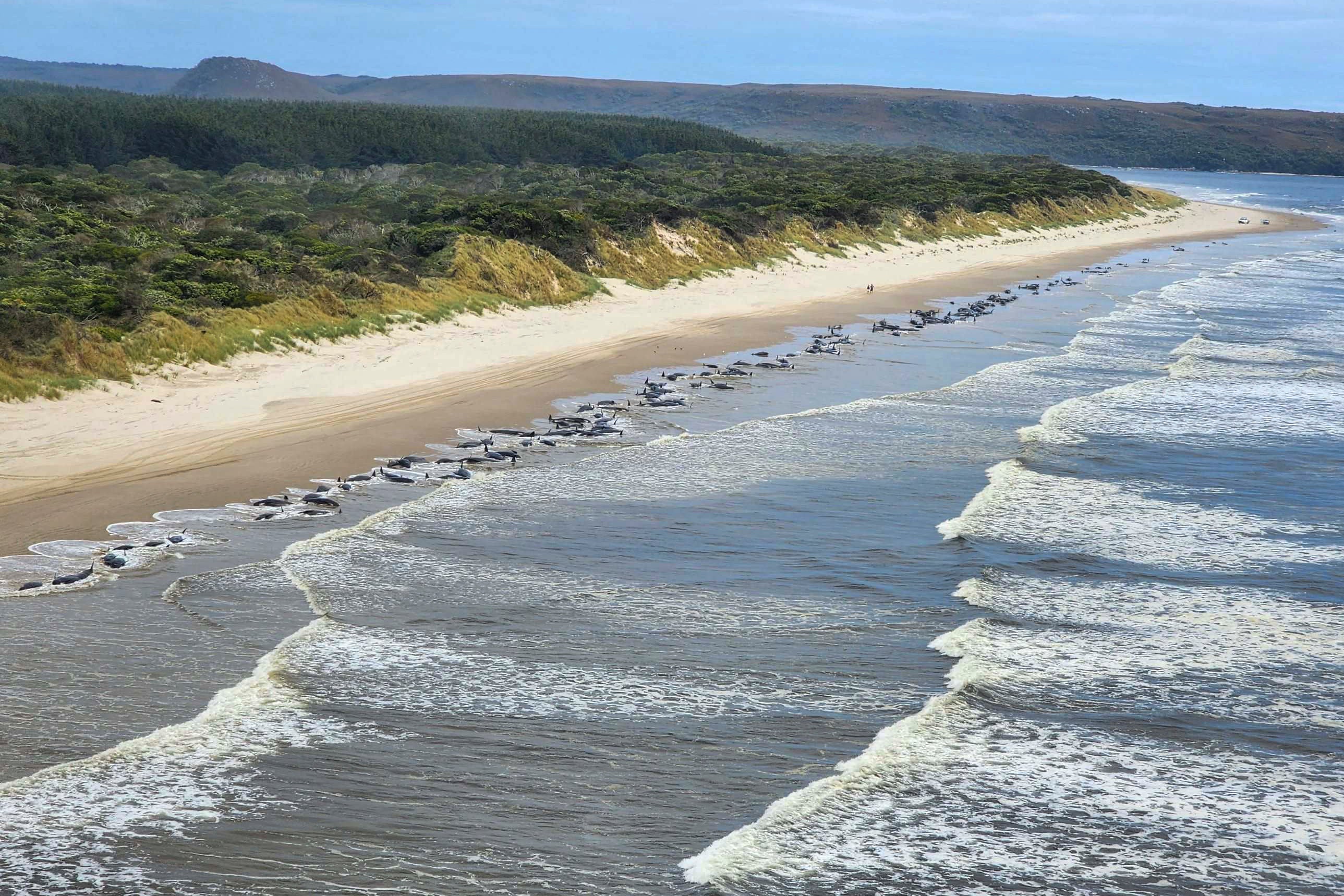 Australia Whales