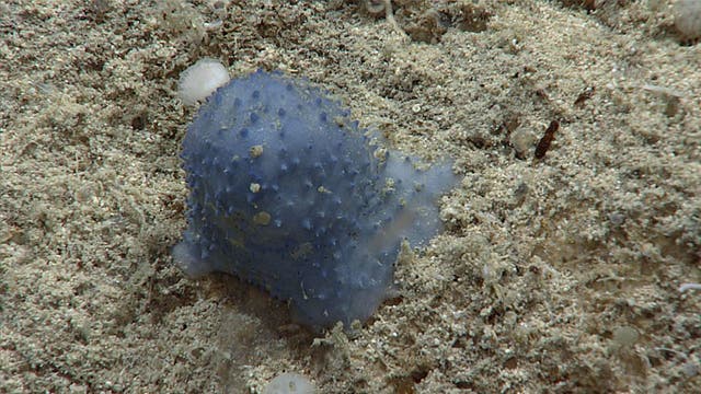 <p>Unknown blue organism spotted by NOAA Ocean Exploration in the Caribbean</p>