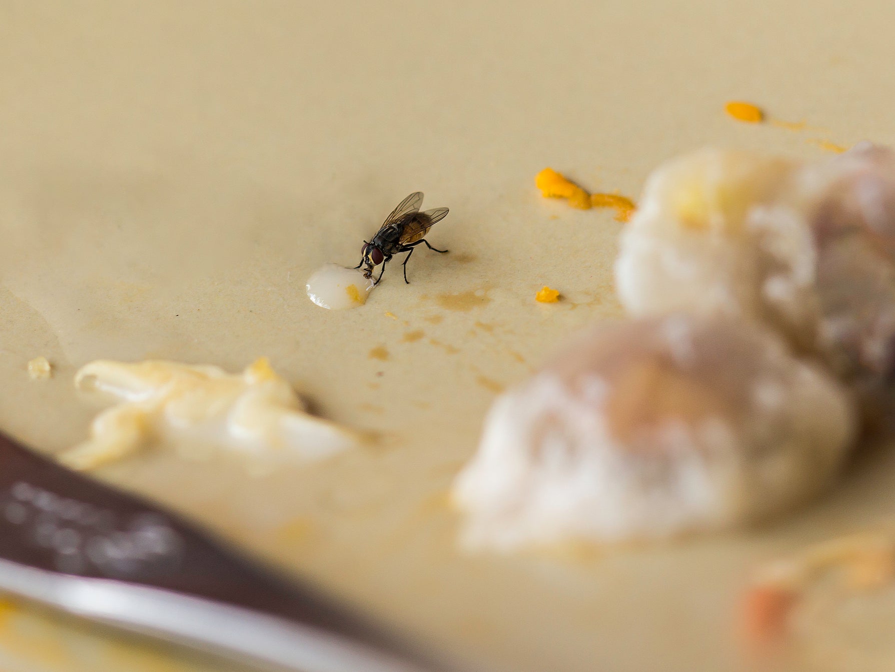 House flies may transmit disease causing pathogens