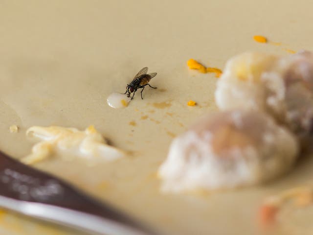 <p>House flies may transmit disease causing pathogens</p>
