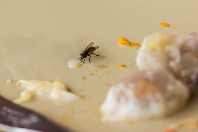 <p>House flies may transmit disease causing pathogens</p>