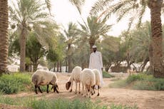 Desert farming: learning how to grow crops in a severe climate