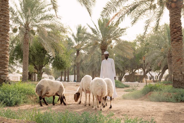 <p>Sheep grazing under the canopy of palm trees at Heenat Salma organic farm</p>