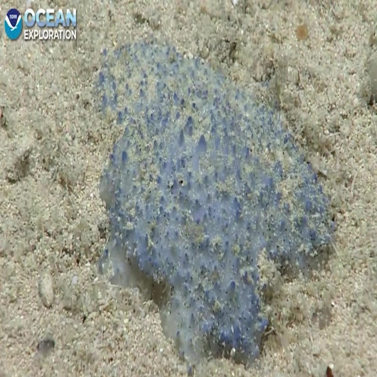 Mystery Blob-like Creature of 'Blue Goo' On Ocean Floor Baffles Scientists