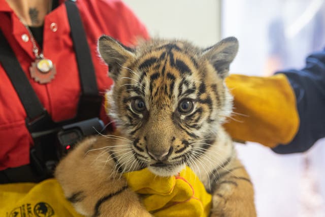 The tiger cubs were all confirmed to be ‘super strong’ after their first health check (ZSL London Zoo)
