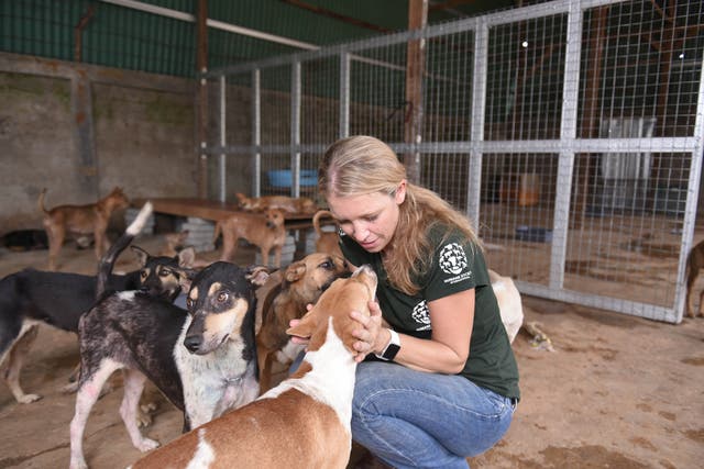 <p>Volunteer holds a traumatised rescued dog who is now travelling to North America to find a new home </p>