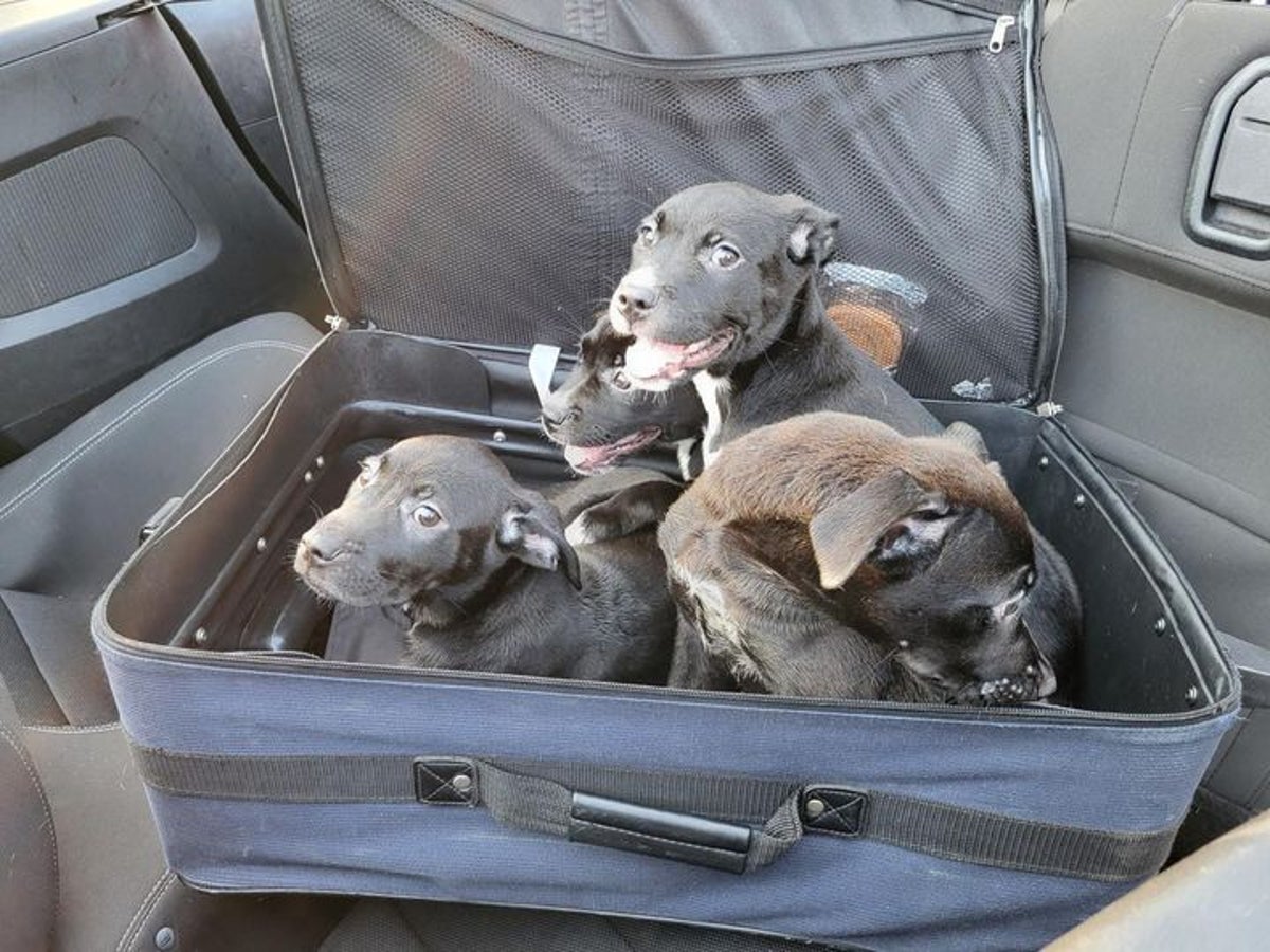 Suitcase full of puppies found dumped on highway