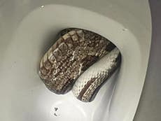 Shocked homeowner in Alabama finds snake in toilet