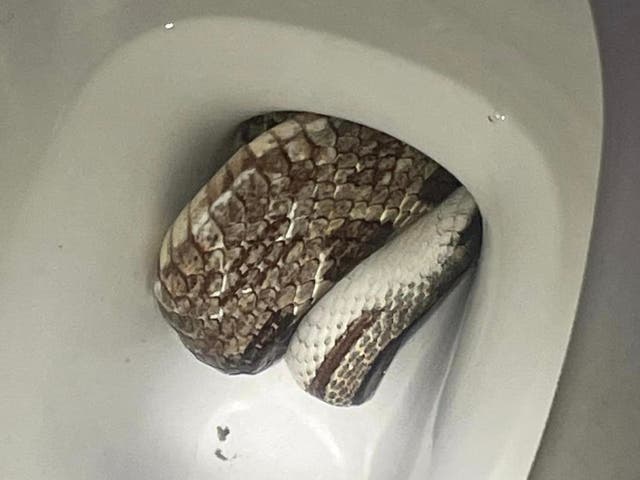 <p>A rat snake was found in an Alabama resident’s toilet </p>