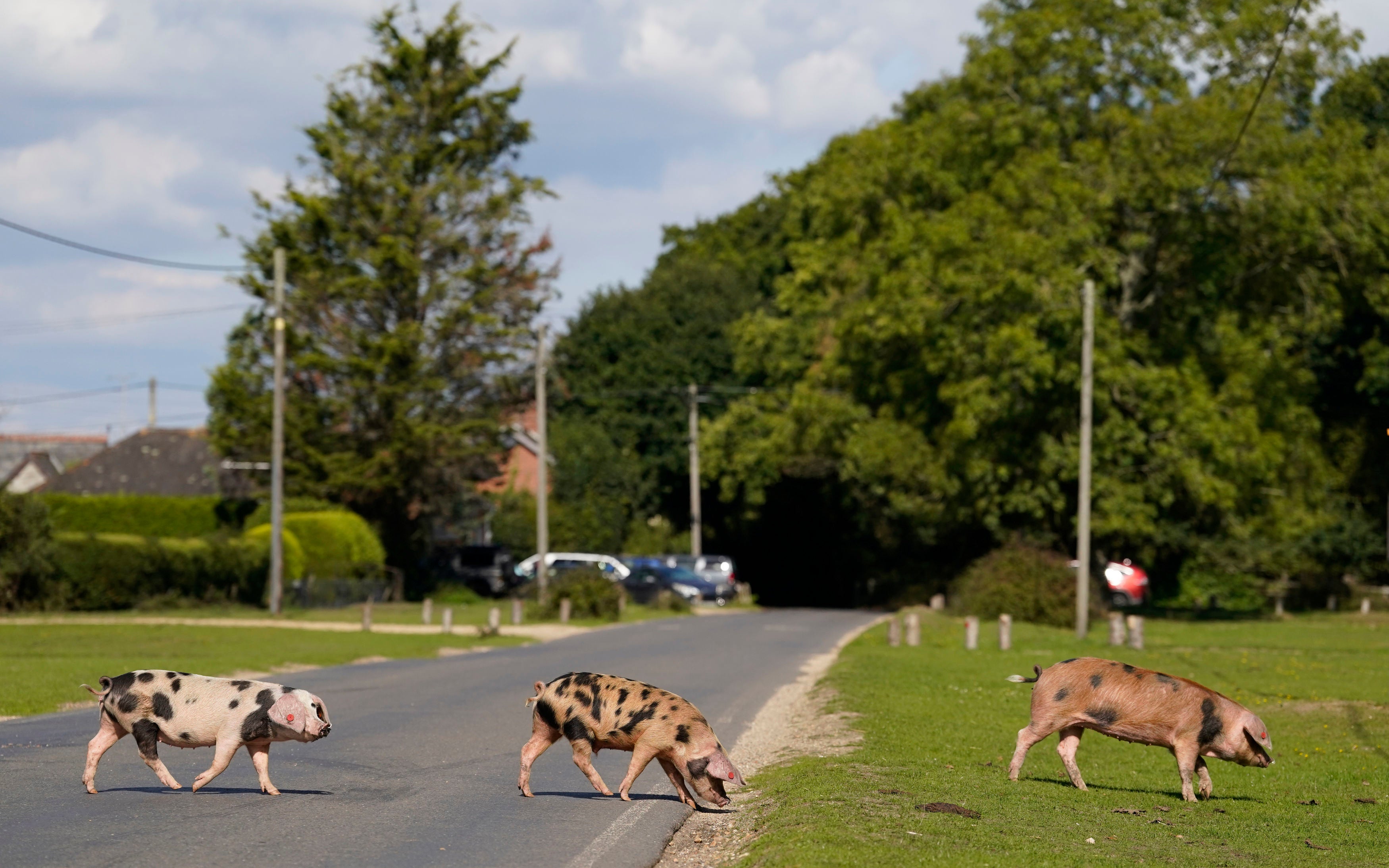 Domestic pigs make their way across a road in Ibsley in Hampshire, during Pannage, or 'Common of mast', where the animals are allowed to wander in the New Forest during a set time in the Autumn to feast on fallen acorns, which in large quantities are dangerous for ponies and cattle