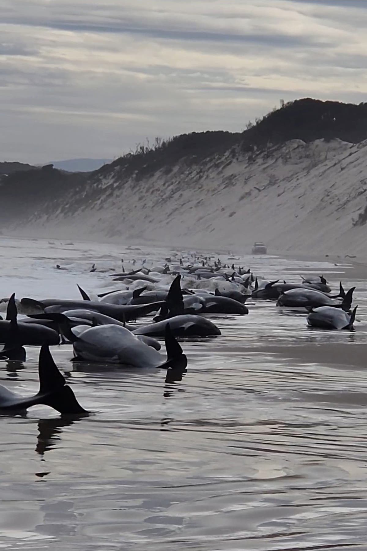 More than 50 whales die in 'Britain's worst mass stranding' after running  aground on - LBC