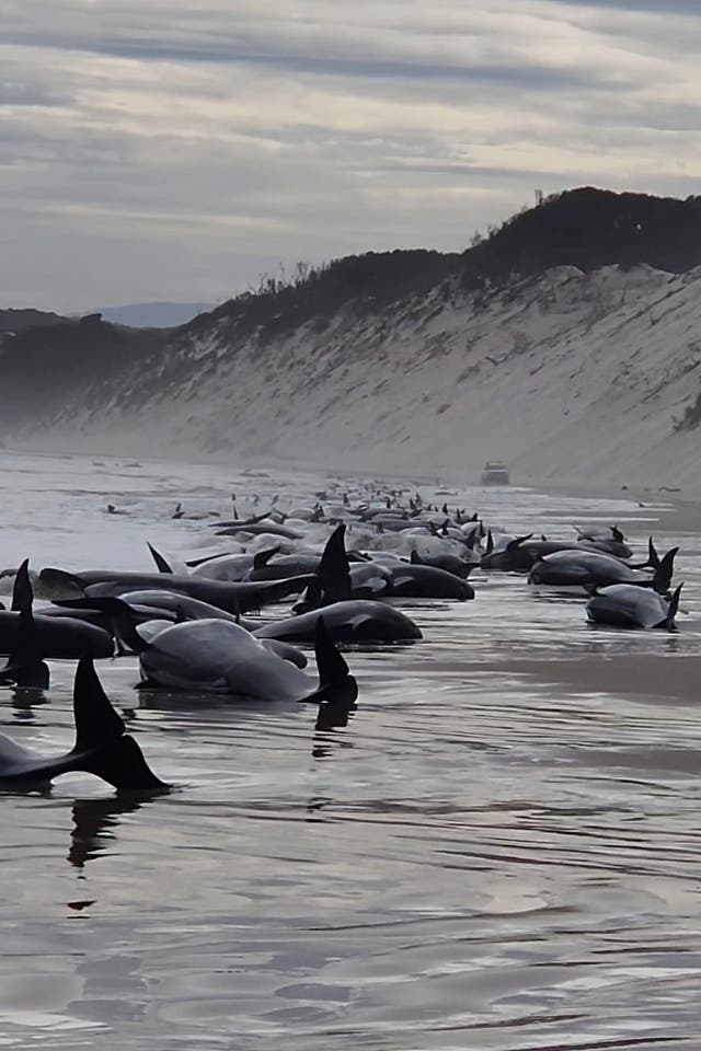 <p>Beached whales along the shoreline in Strahan, Australia</p>