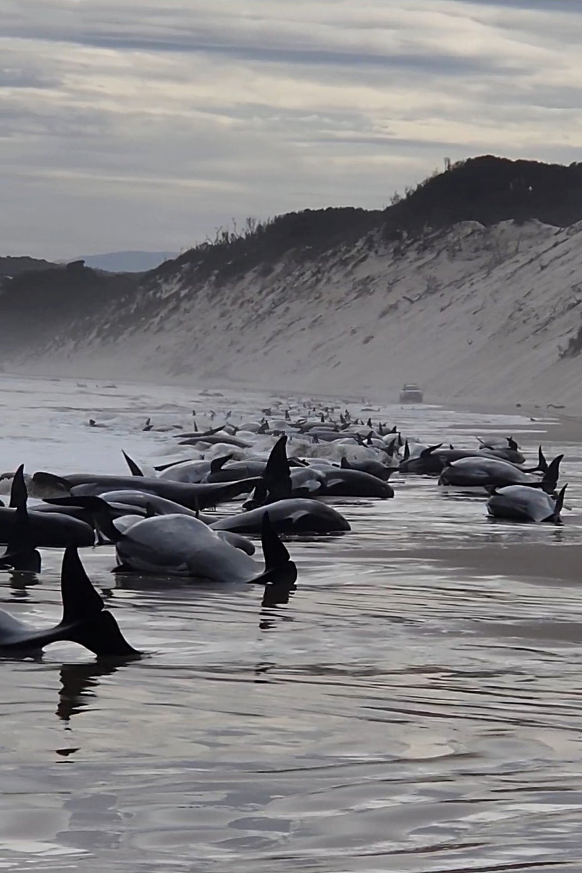 35 kişi için kurtarma çalışmaları devam ederken, Tazmanya sahilinde yaklaşık 200 karaya oturmuş balina öldü