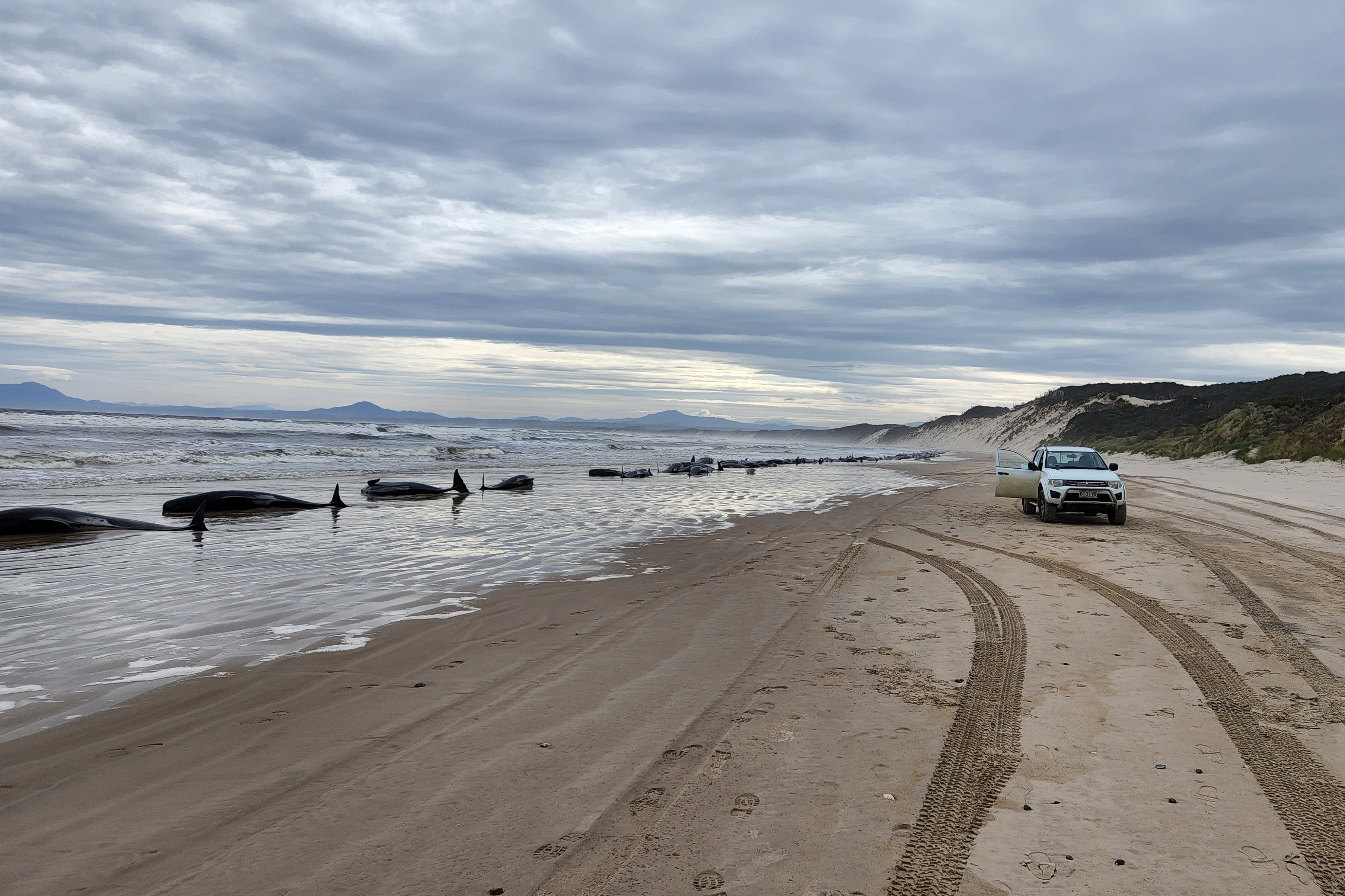 More than 50 whales die in 'Britain's worst mass stranding' after running  aground on - LBC