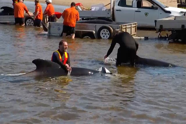 Australia Whales