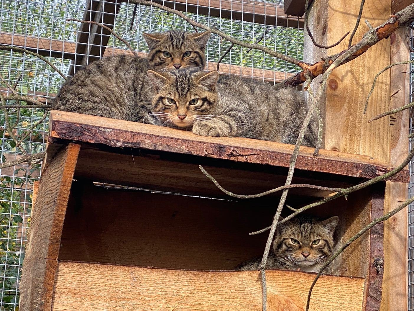 Almost two dozen wildcat kittens have been born (RZSS/Saving Wildcats/PA)