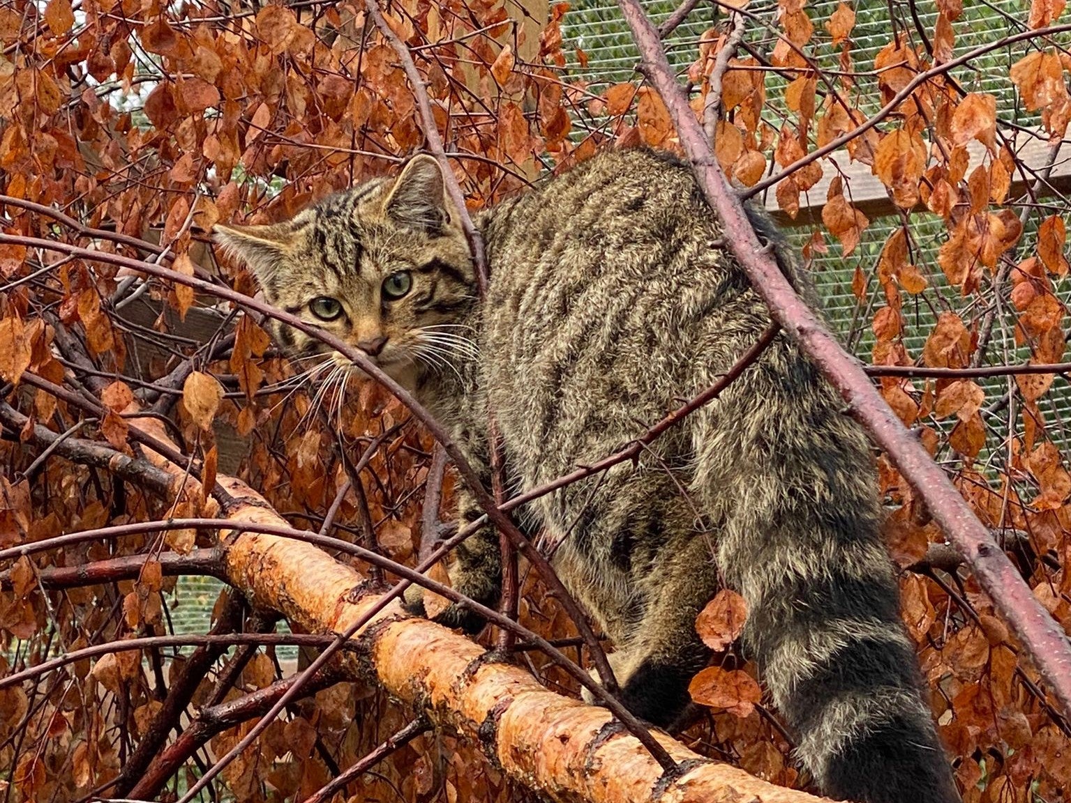 The kittens are monitored on remote cameras (RZSS/PA)