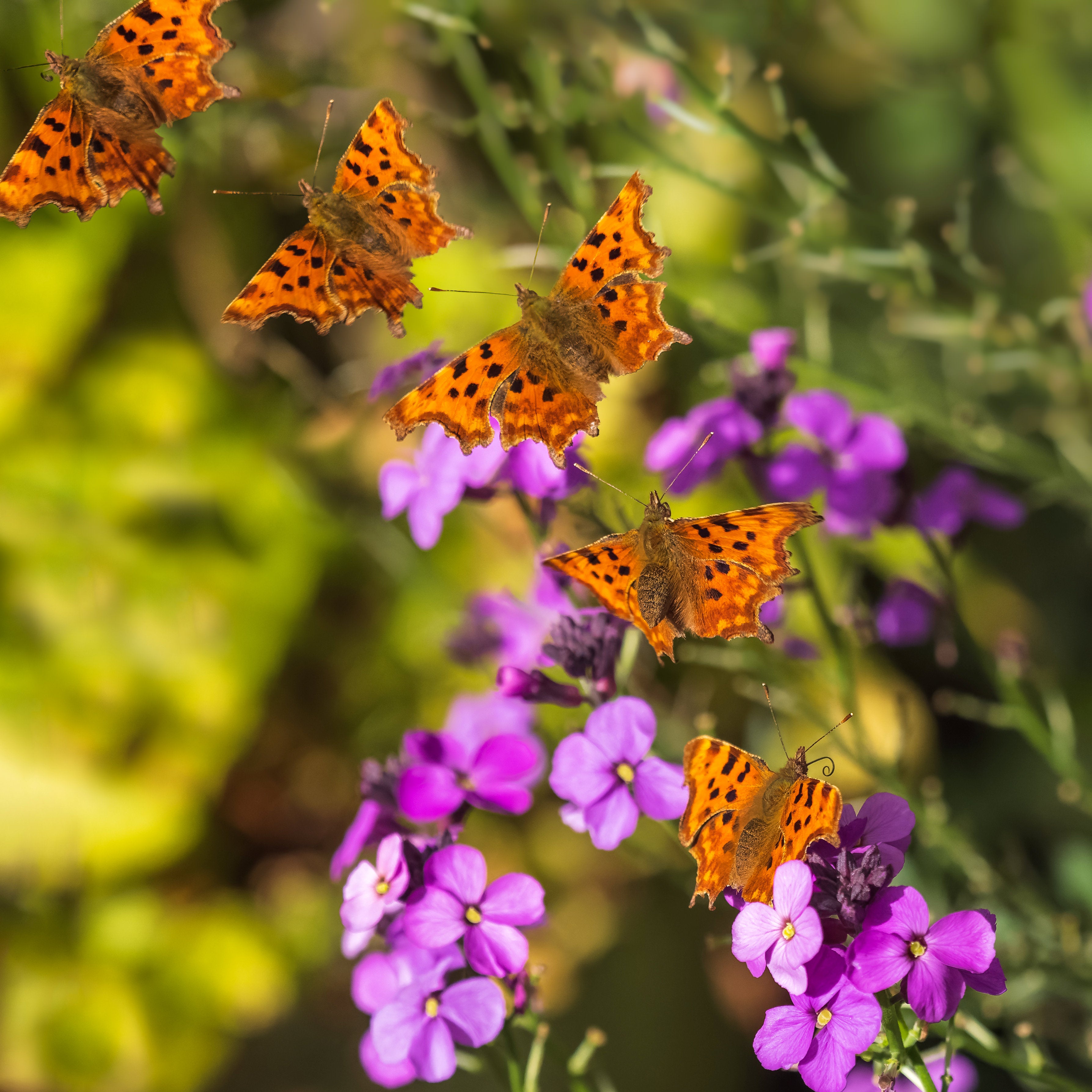 The comma, once a rare sight in Britain, has enjoyed a huge population boost in the past 40 years