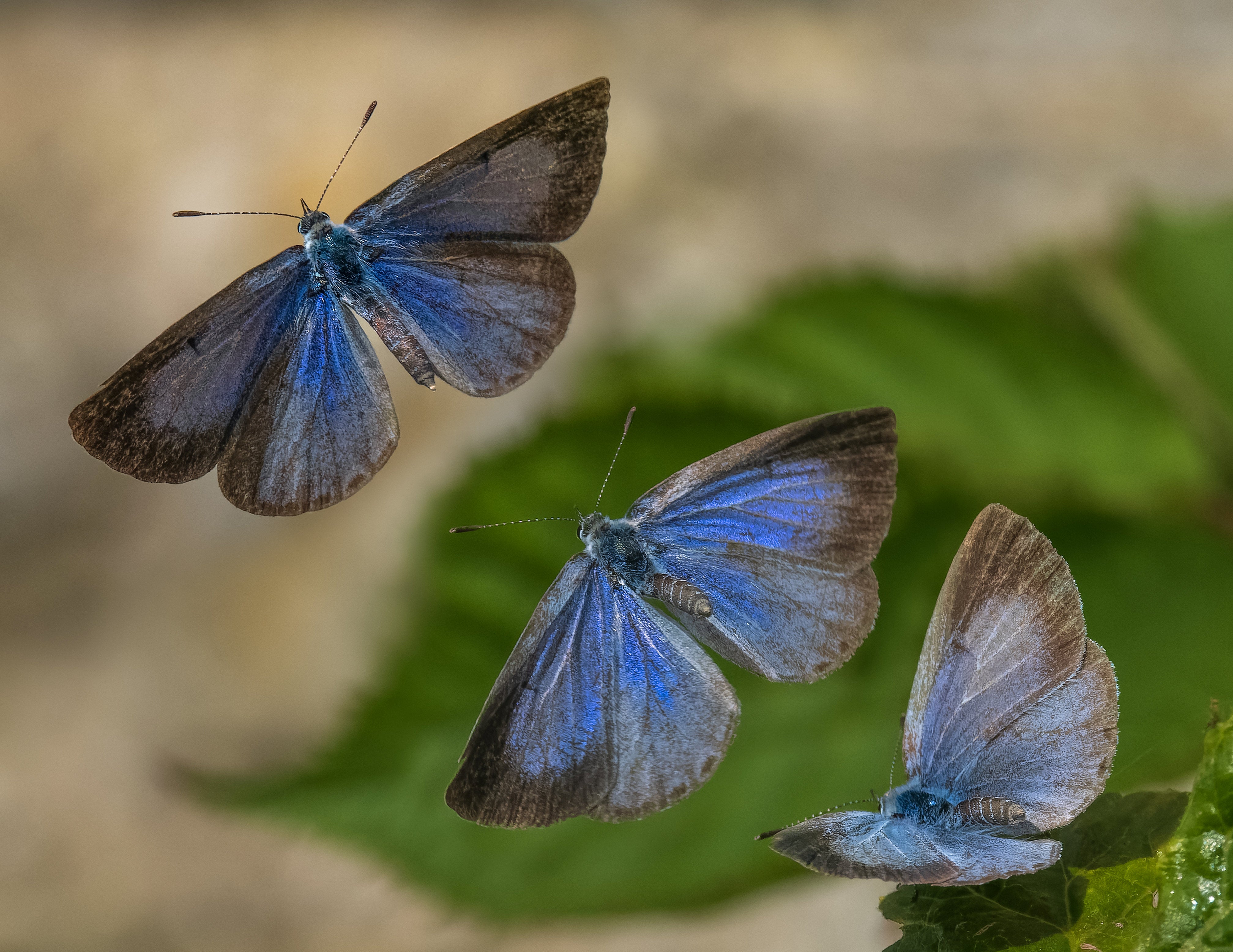 It is easy to identify in early spring as it emerges well before other blue species