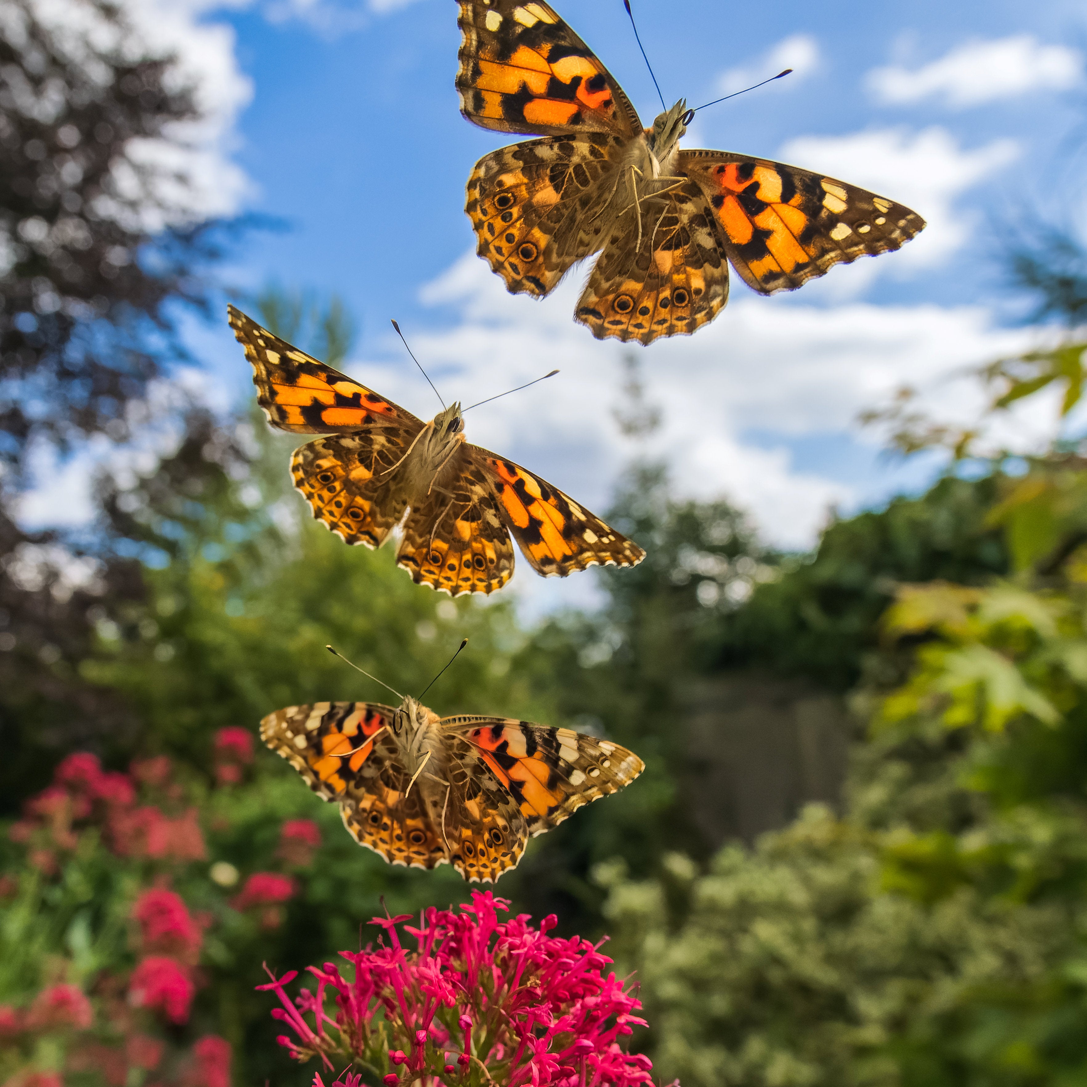 The painted lady cannot survive the British winter: it either perishes or migrates to Africa