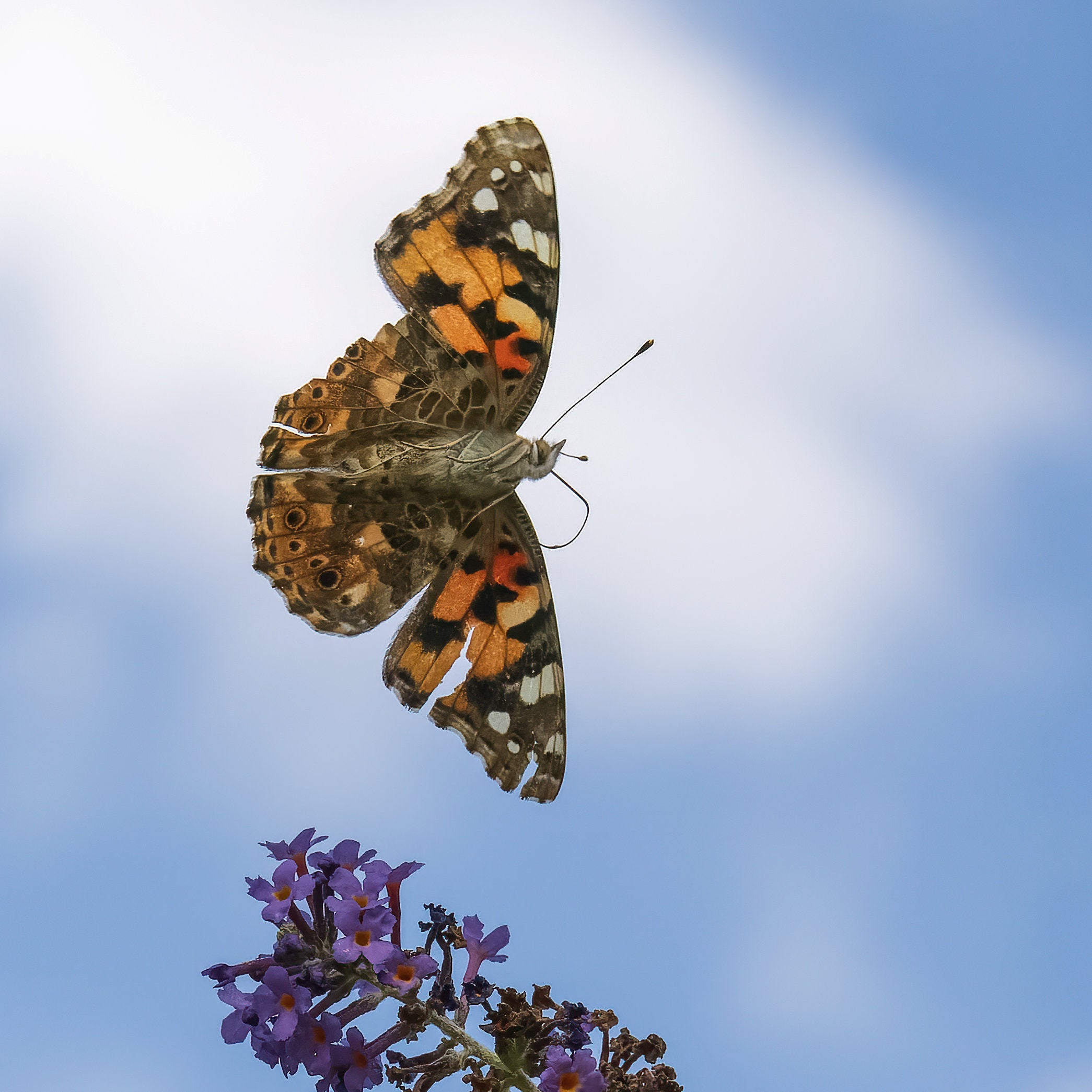 The painted lady is one the most common of all butterfly species