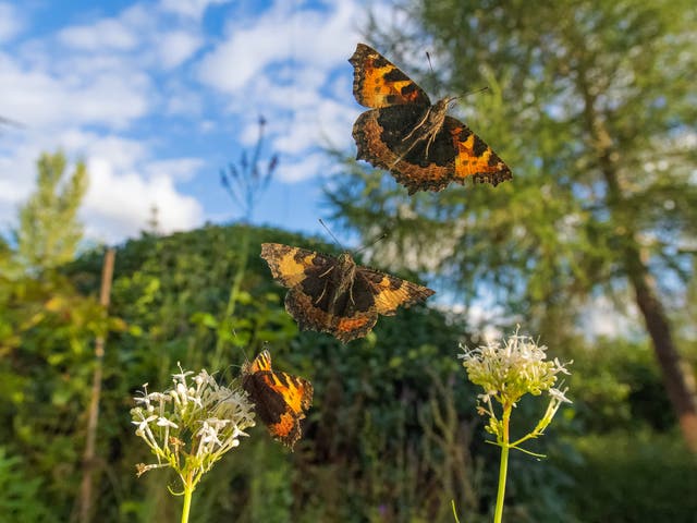 <p>Small tortoiseshells in flight</p>