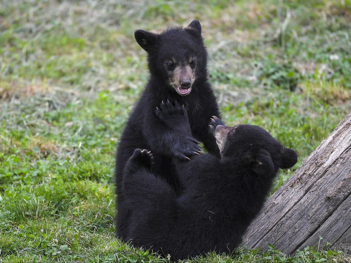Canadian residents asked to remove all fruit trees from gardens Canadian residents asked to remove all fruit trees from gardens