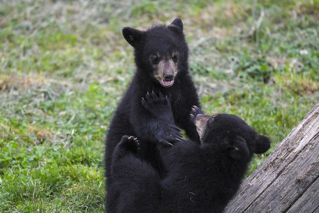 <p>Two female black bears born on February 4,2022, play during their first outing at Sainte-Croix animal park in Rhodes, eastern France, on May 26, 2022</p>