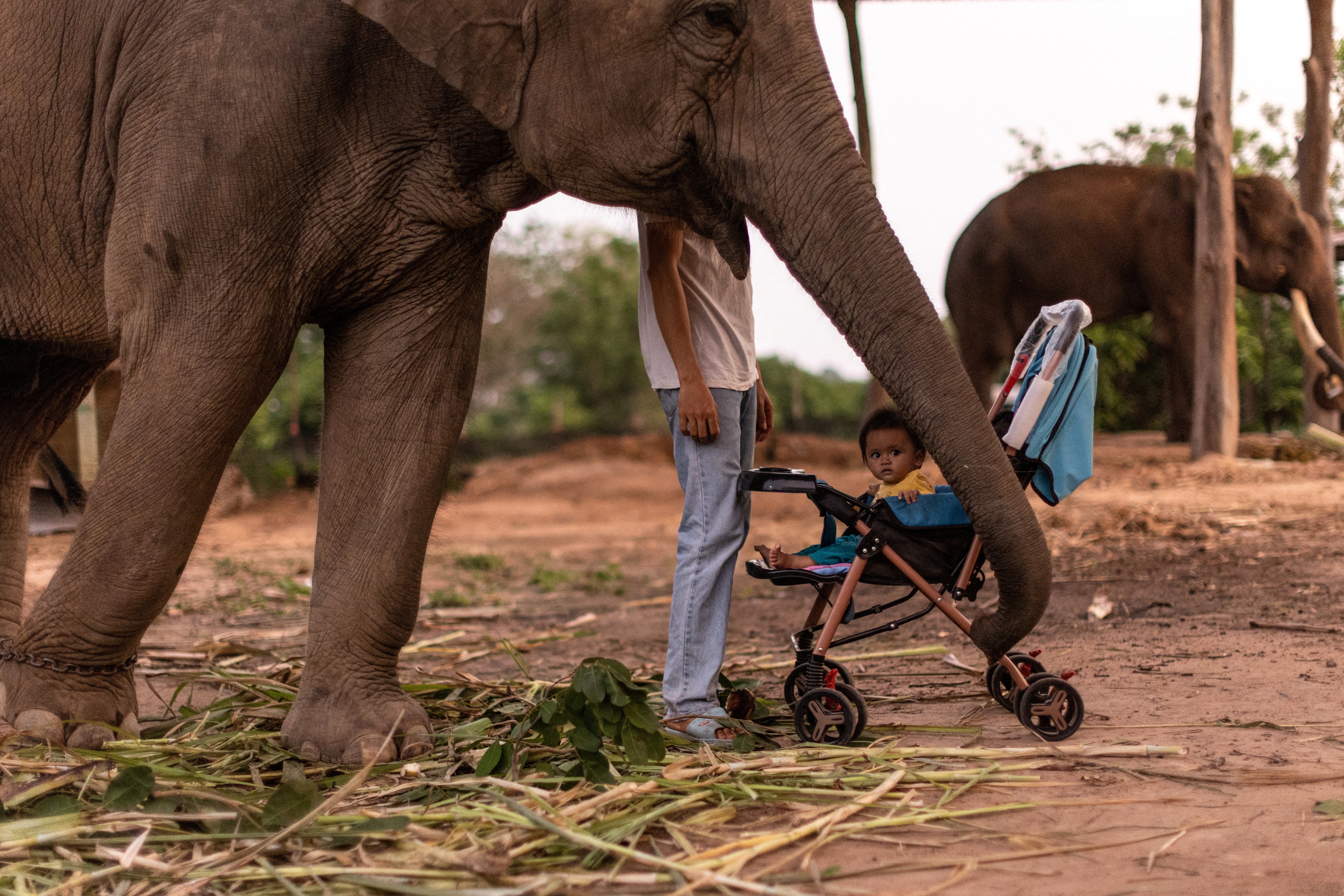 An elephant, a baby and a man in Ban Ta Klang