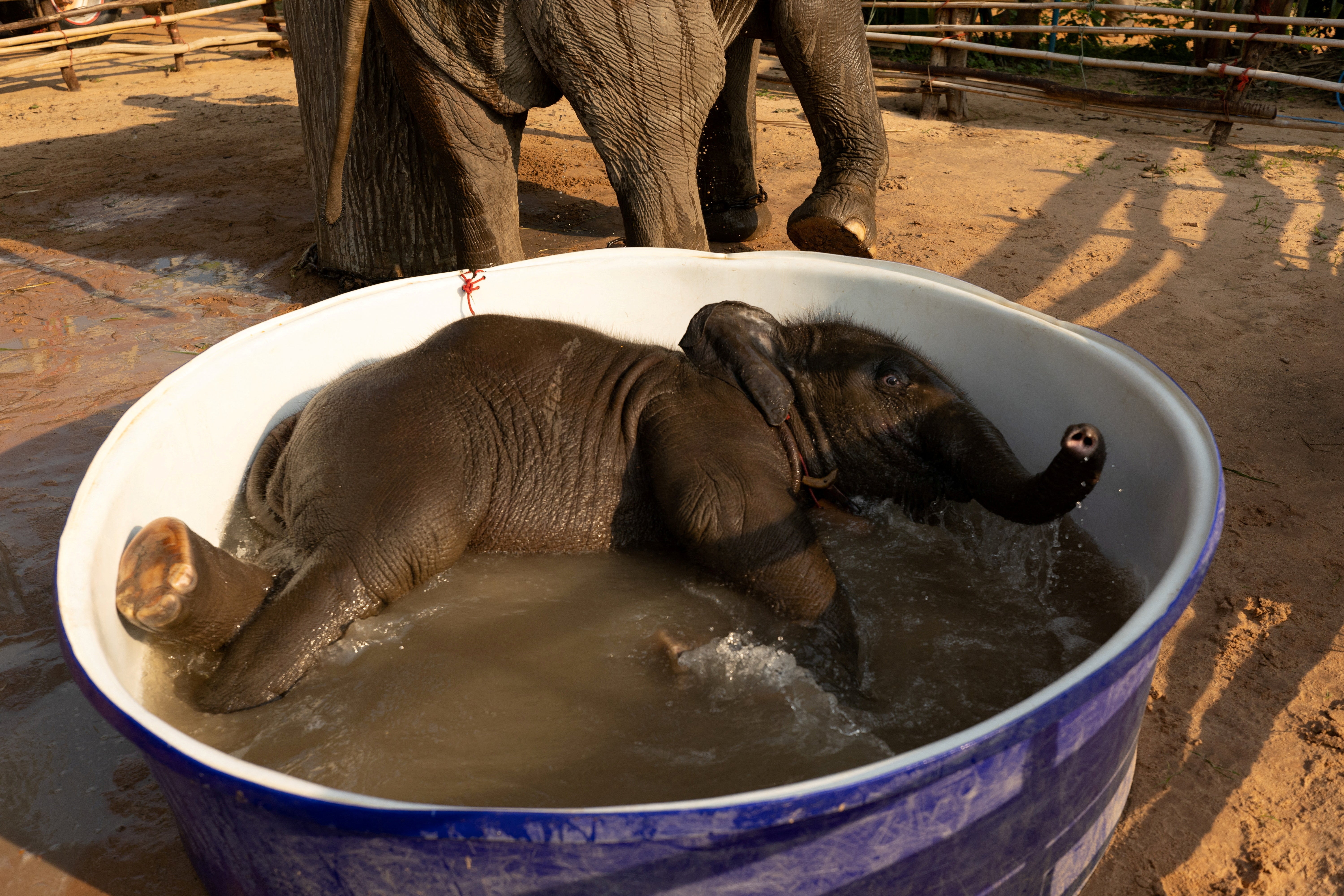 Baby elephant Pangmaemae Plainamo takes a bath
