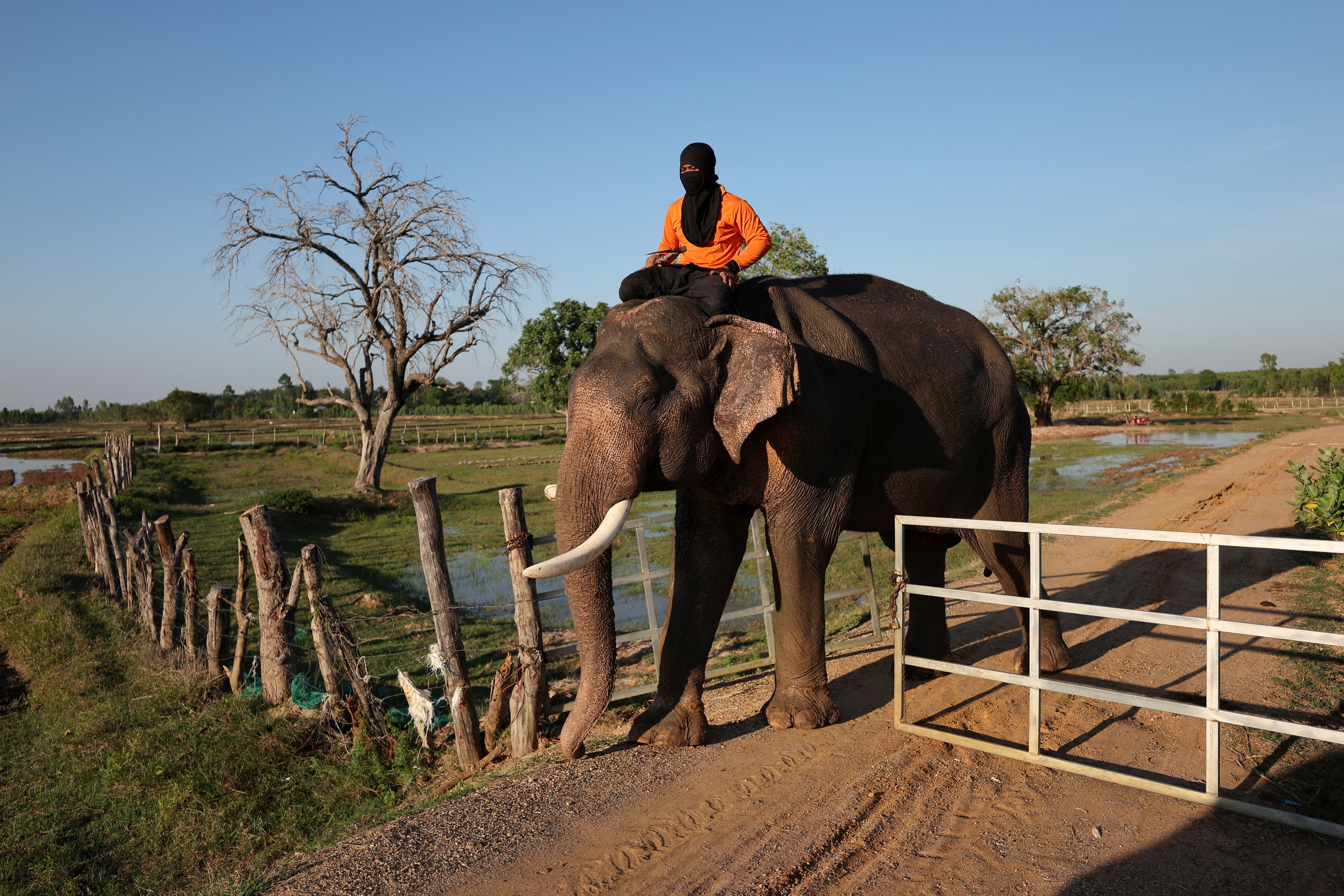 A mahout with his face covered rides on an elephant while training for tourist shows at Ban Ta Klang elephant village in Surin, Thailand